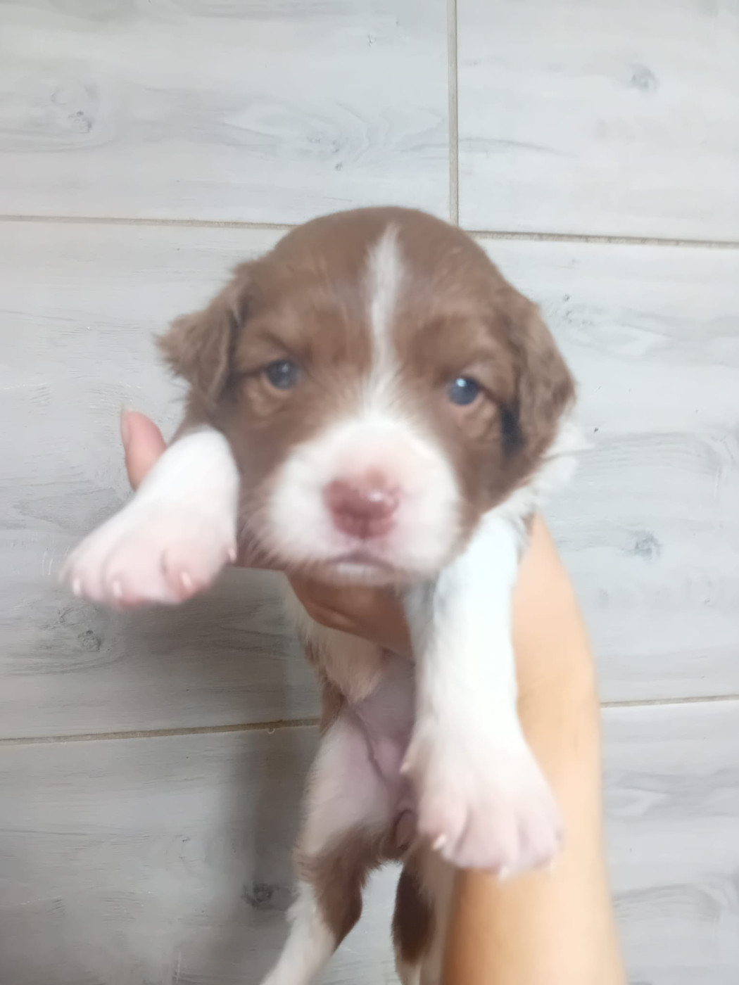 female-chocolat-border-collie