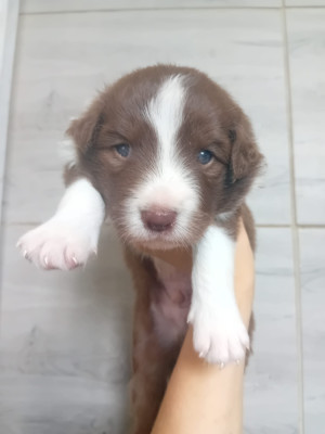 male-chocolat-border-collie